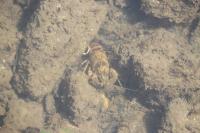 Faxonius limosus