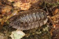 Oniscus asellus
