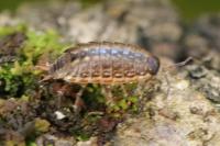 Philoscia muscorum