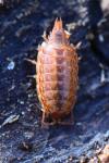 Philoscia muscorum