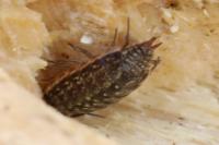 Philoscia muscorum