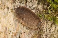 Porcellio scaber