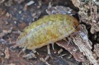 Philoscia