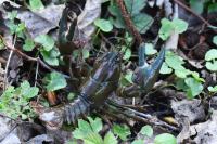 Pacifastacus leniusculus