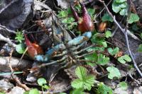 Pacifastacus leniusculus