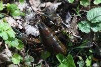 Pacifastacus leniusculus