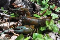 Pacifastacus leniusculus