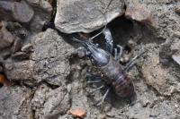 Faxonius limosus