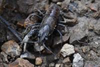 Faxonius limosus