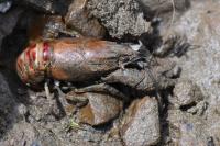 Faxonius limosus