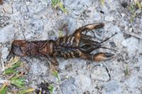 Faxonius limosus
