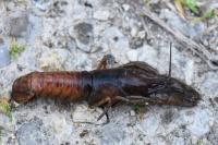 Faxonius limosus