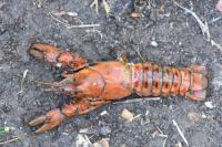 Faxonius limosus