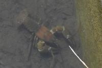 Pacifastacus leniusculus