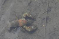 Pacifastacus leniusculus