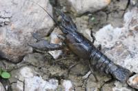 Faxonius limosus