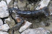 Faxonius limosus
