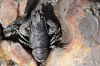 Faxonius limosus