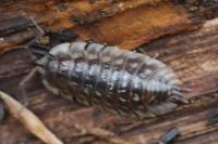 Oniscus asellus