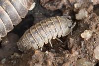 Armadillidium nasatum