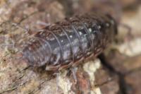 Philoscia muscorum