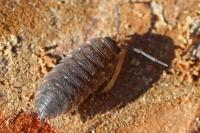 Porcellio scaber