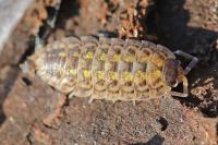 Porcellio spinicornis