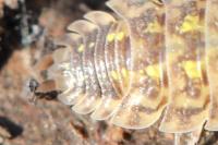 Porcellio spinicornis