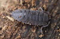 Porcellio scaber