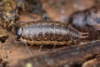 Philoscia muscorum