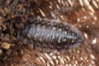 Oniscus asellus