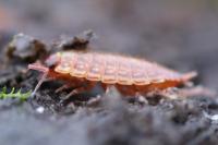 Philoscia muscorum