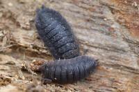 Porcellio scaber
