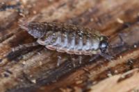Philoscia muscorum
