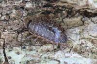 Philoscia muscorum
