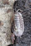 Oniscus asellus