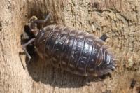 Oniscus asellus