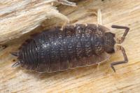 Porcellio scaber