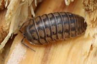 Armadillidium nasatum