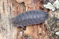 Porcellio scaber