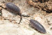 Porcellio scaber