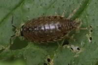 Philoscia muscorum