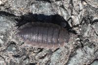 Porcellio scaber