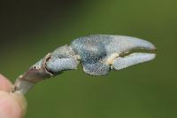 Pacifastacus leniusculus