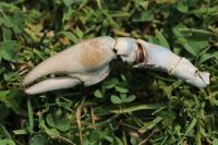 Pacifastacus leniusculus