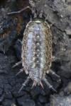 Philoscia muscorum