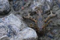 Faxonius limosus
