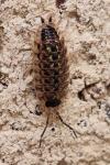Porcellio spinicornis