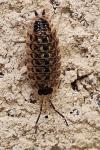 Porcellio spinicornis