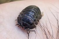 Armadillidium nasatum